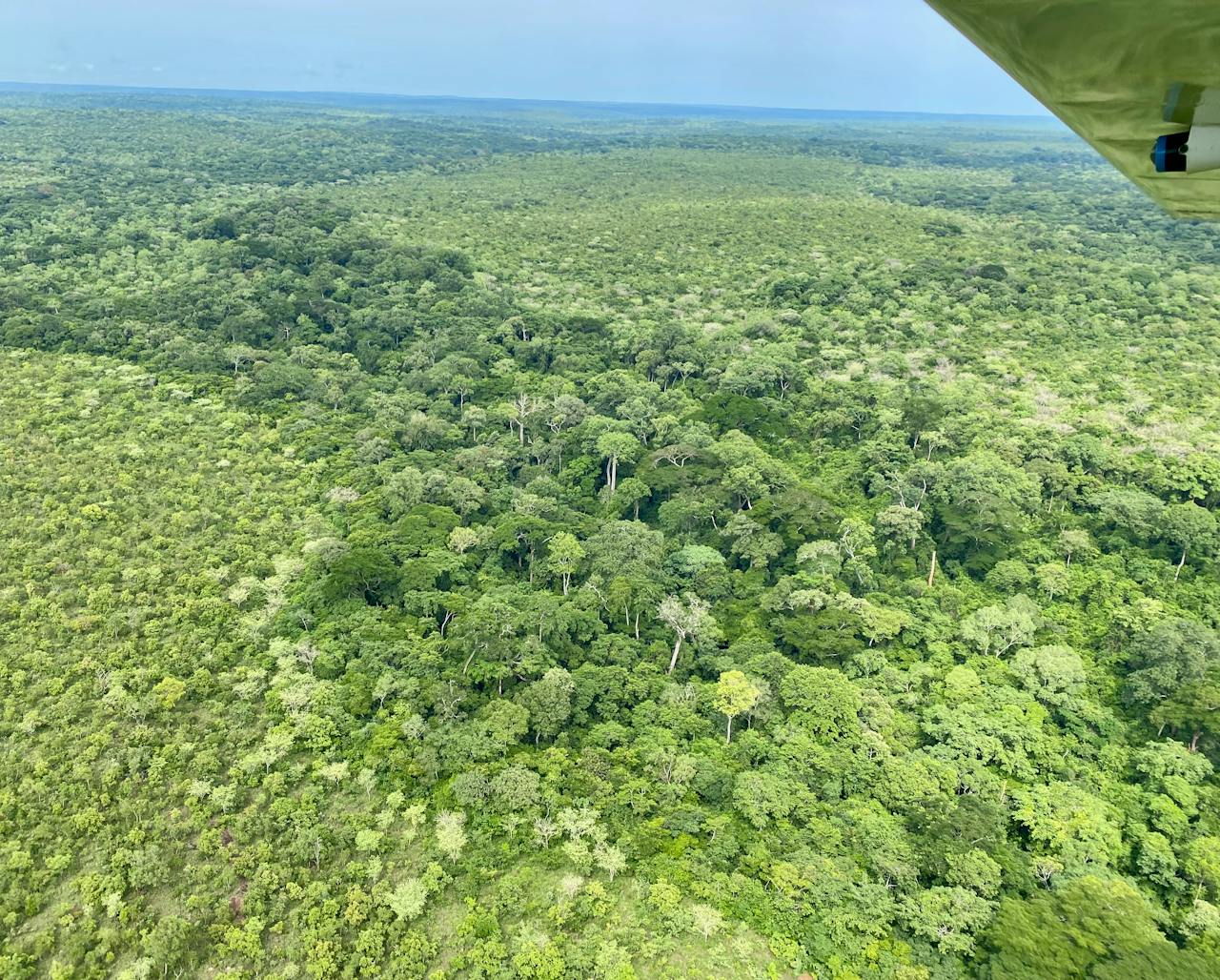 Massive Lion Recovery Potential In Africa’S Wildest Region | Lion ...